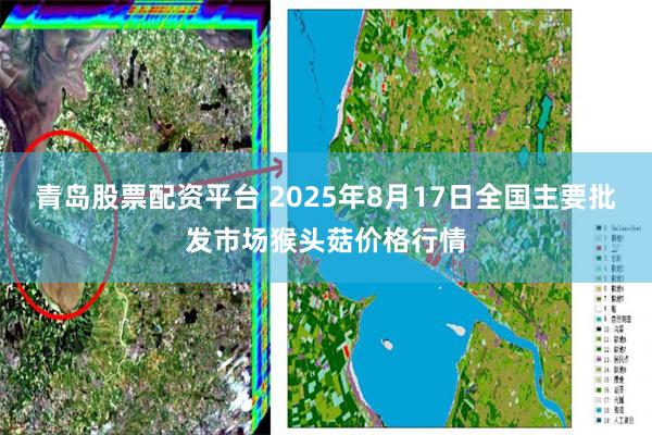 青岛股票配资平台 2025年8月17日全国主要批发市场猴头菇价格行情